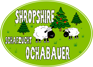 Shropshire Schafzucht Ochabauer