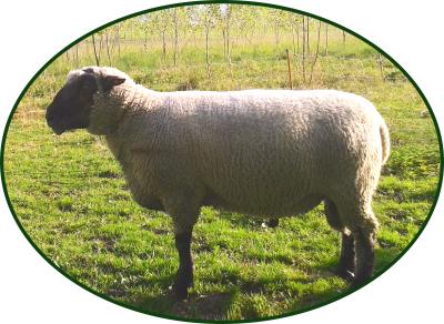 Das Shropshire Schaf